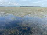 De la ‘Hydrilla’ y otros demonios