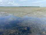 La nueva planta invasora que amenaza a la Ciénaga Grande de Santa Marta