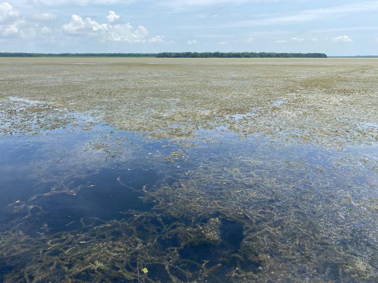 La nueva planta invasora que amenaza a la Ciénaga Grande de Santa Marta
