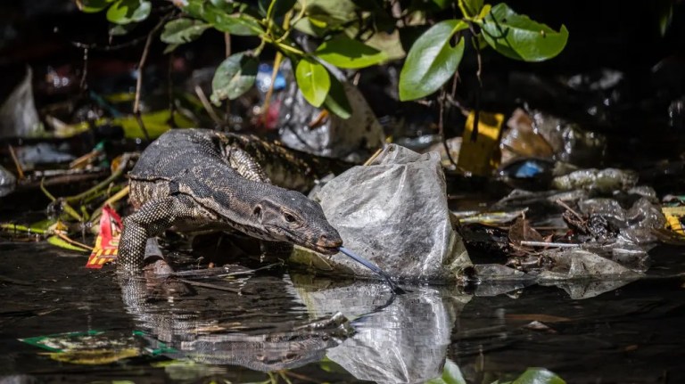 New Normal: Un lagarto monitor de agua (Varanus salvator) lucha por el suelo del bosque lleno de plástico en busca de comida.