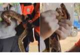 Enorme boa constrictor de más de 3 metros apareció en tienda de Medellín
