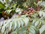 Hojas de curry: para qué sirven, usos y cómo sembrar la planta en casa