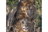 Dos leones machos fueron encontrados teniendo sexo y Kenia culpa al “turismo gay”