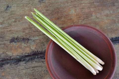Limonaria: aromática, sabrosa y medicinal