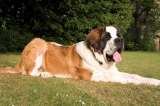 11 razas de perros grandes ideales para vivir en casas grandes o fincas