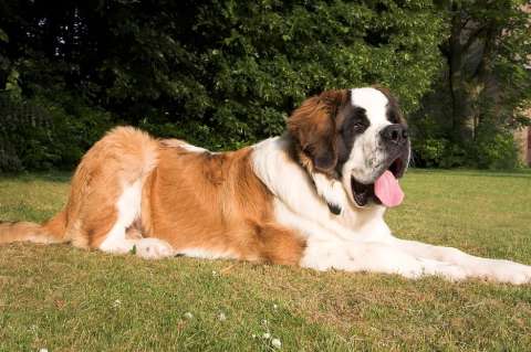 11 razas de perros grandes ideales para vivir en casas grandes o fincas