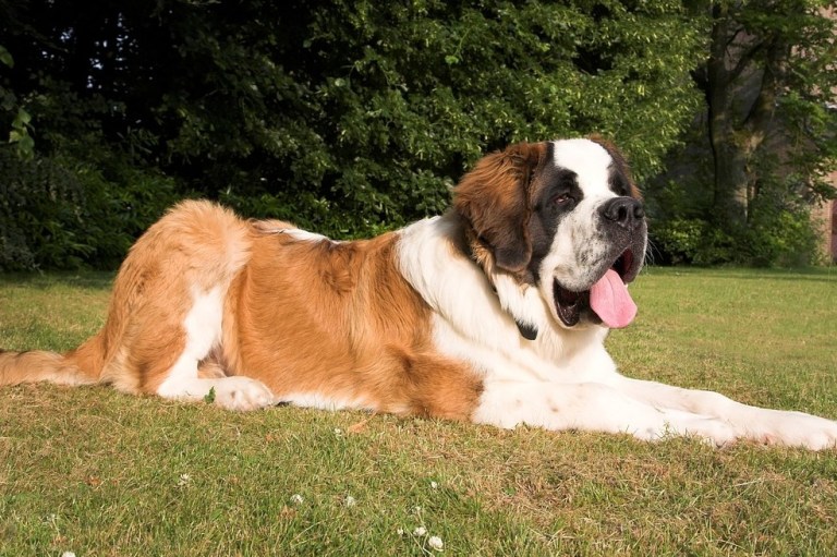 10 datos curiosos sobre los perros que seguramente desconocías