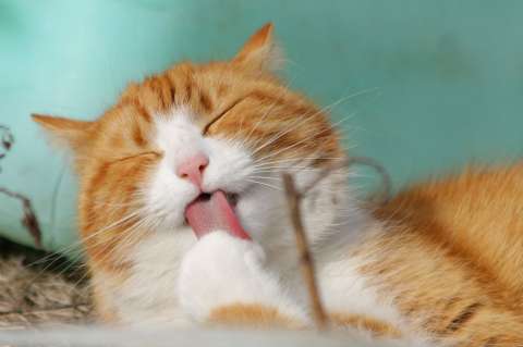 ¿Cómo saber si su gato es feliz con usted?