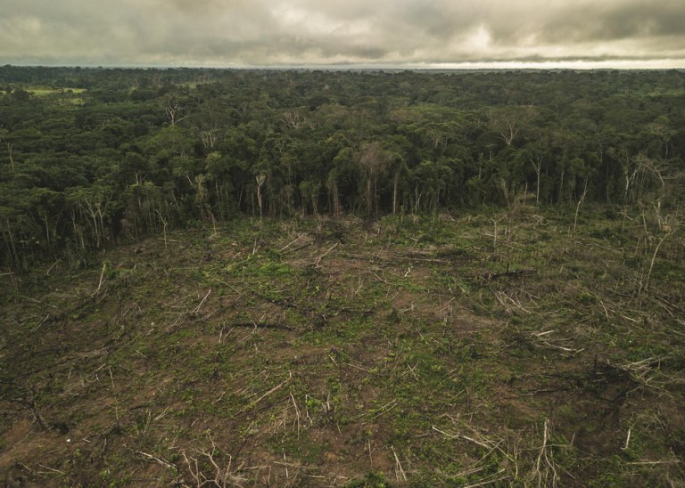 (Opinión) Madera legal para reducir la deforestación