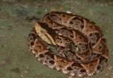 Científicos crean tratamiento experimental para mordeduras de serpiente utilizando IA