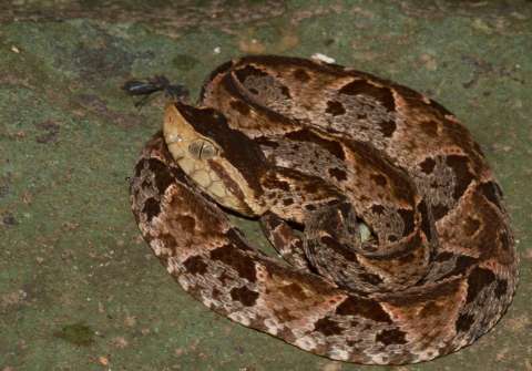 Mordeduras de serpiente han aumentado en Colombia, según estudio