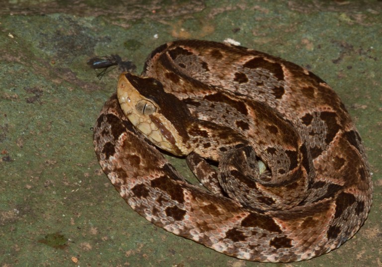 Mordeduras de serpiente han aumentado en Colombia, según estudio