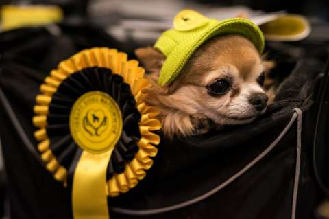 Comenzó la mayor exposición de perros en Inglaterra