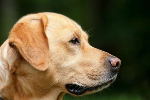 Vierten asfalto sobre un perro dormido y lo dejan morir