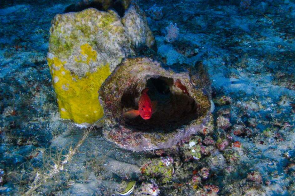En las siete inmersiones realizadas por los científicos se han reportado nuevas especies para la ciencia. / Greenpeace.