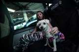 ¿Llevaría a su mascota en la bodega? Lo que debe saber para viajar en bus (video)