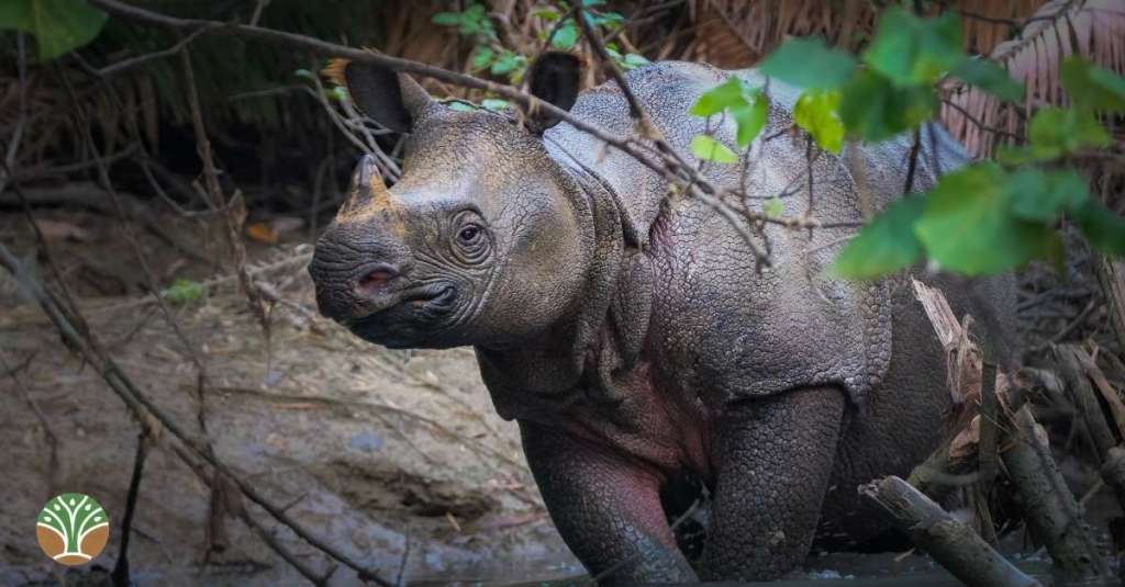 Rinoceronte de Java.