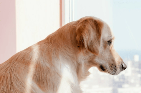 ¿Qué siente un perro cuando no ve a su dueño?