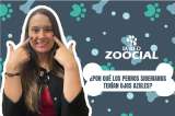 (VIDEO) ¿Por qué los perros siberianos tienen ojos azules?