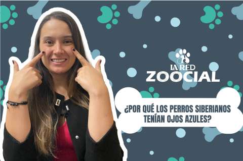 (VIDEO) ¿Por qué los perros siberianos tienen ojos azules?