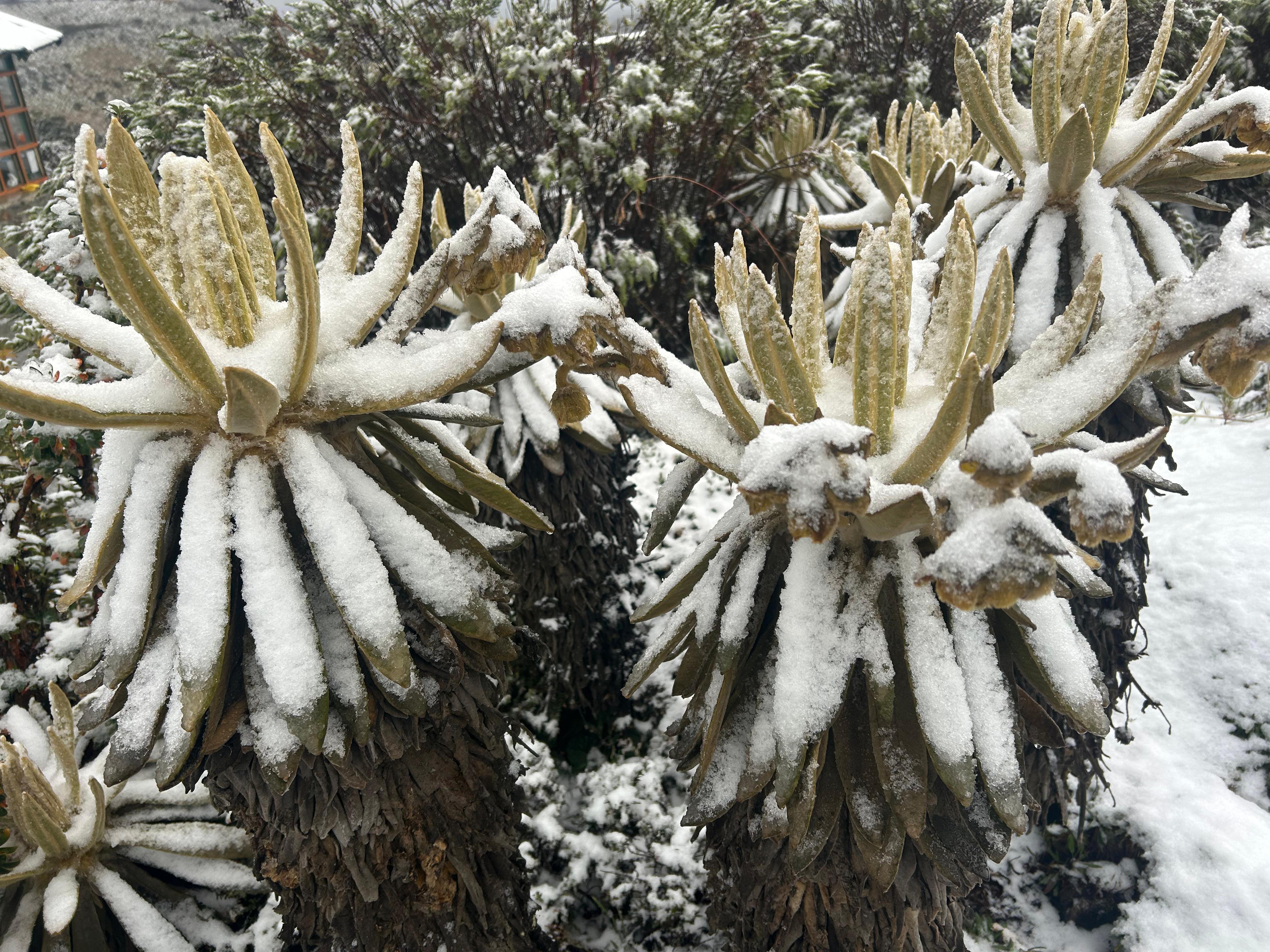 Las fuertes lluvias y la baja temperatura provocaron la nevada en el Parque Nacional Natural Los Nevados.