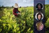Falta transparencia en la información: investigadores cuestionan datos de cultivos de coca