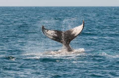 Australia se opondrá a petición de Japón para reanudar la caza de ballenas