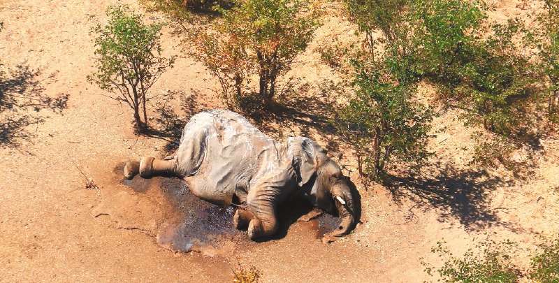 This image provided on July 3, 2020 courtesy of the National Park Rescue charity shows the carcass of one of the many elephants which have died mysteriously in the Okavango Delta in Botswana. Hundreds of elephants have died mysteriously in Botswana's famed Okavango Delta, the wildlife department said on July 2, 2020, ruling out poaching as the tusks were found intact. The landlocked southern African country has the world's largest elephant population, estimated to be around 130,000. - RESTRICTED TO EDITORIAL USE - MANDATORY CREDIT "AFP PHOTO /NATIONAL PARK RESCUE" - NO MARKETING - NO ADVERTISING CAMPAIGNS - DISTRIBUTED AS A SERVICE TO CLIENTS
/ AFP / NATIONAL PARK RESCUE / - / RESTRICTED TO EDITORIAL USE - MANDATORY CREDIT "AFP PHOTO /NATIONAL PARK RESCUE" - NO MARKETING - NO ADVERTISING CAMPAIGNS - DISTRIBUTED AS A SERVICE TO CLIENTS