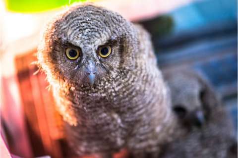 Más de mil animales han sido rescatados en el área metropolitana de Bucaramanga