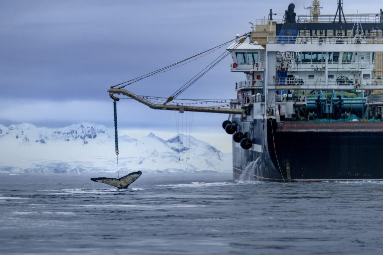 “En los últimos 20 años, la pesca de krill se ha cuadruplicado”, afirma Kerdavid, “principalmente para producir productos no esenciales como suplementos de omega-3, comida para mascotas y pienso para salmones de piscifactoría, que se utiliza para que la carne tenga un color rosado para los supermercados occidentales. Un solo barco de arrastre puede capturar hasta 500 toneladas de krill al día. Eso es suficiente para alimentar a 150 ballenas. Menos krill significa menos alimento para las ballenas, las focas, los pingüinos y otras innumerables especies. Por eso Sea Shepherd se dirige a la Antártida: para sacar a la luz esta industria y mostrar al mundo lo que realmente está sucediendo: ballenas hambrientas que siguen a los barcos de arrastre de krill, buscando desesperadamente alimento”.