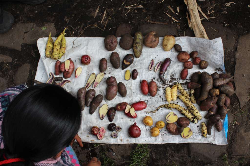 Variedad de papas conservadas por la familia Chinguad.