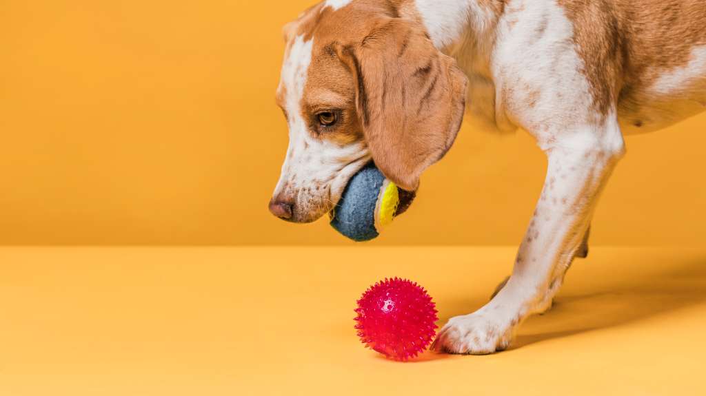 Con insumos del hogar, juguetes, e incluso, con los mimos del tutor se pueden desarrollar actividades que el canino disfrutará tanto como usted. En La Red Zoocial le damos ideas de qué puede hacer para entretener a su mascota y sacarla de la rutina