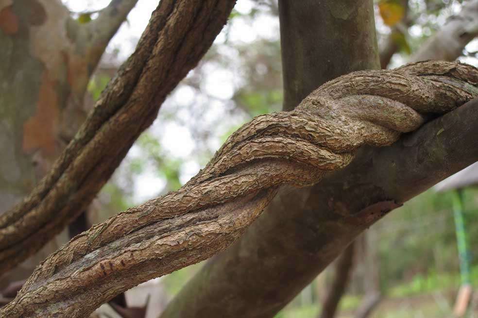 La ayahuasca  (“Banisteriopsis caapi”) contiene harmina, que estimula la producción de células pancreáticas. /Flickr LouGold