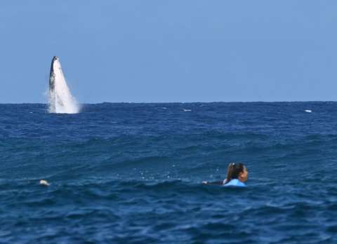 Video: ballena irrumpió en plena competencia de surf en los Juegos Olímpicos