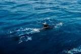 ¿Por qué ha aumentando el avistamiento de tiburones en las playas de San Andrés?