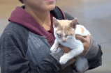 Niño entrega su patineta a cambio de salvar a una gatita maltratada