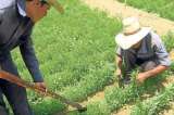 El agro colombiano se mueve con planes de negocio hechos a la medida