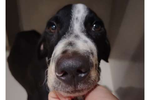 Berlín desafió los pronósticos veterinarios, con cuatro meses busca una familia para siempre
