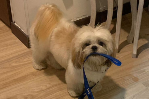 Continúa la búsqueda de Santino: un perro shih tzu que se perdió en el Tolima