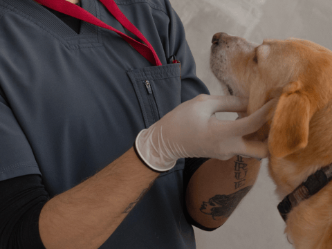 Desparasitación de mascotas, ¿cada cuánto y cómo hacerlo?