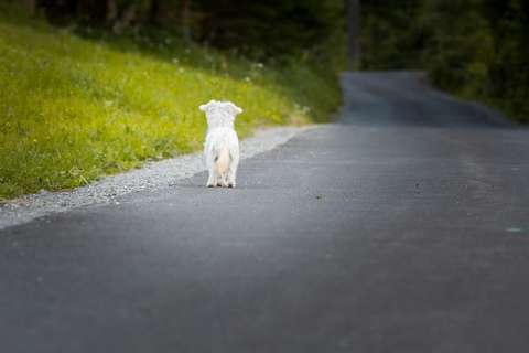 Perrita recorrió 163 kilómetros en una noche intentando regresar con su familia