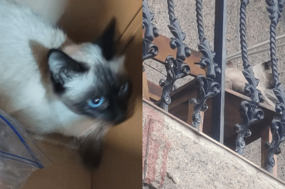 Inquilinos se van sin pagar y dejan abandonado a su gato: ya fue rescatado