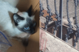 Inquilinos se van sin pagar y dejan abandonado a su gato: ya fue rescatado
