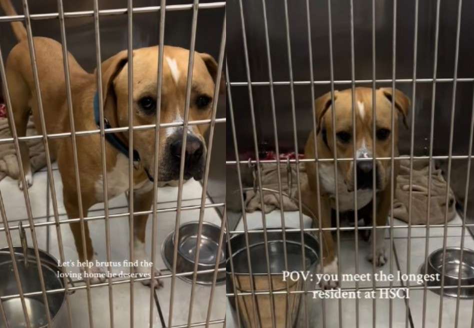 Nicole Monson, representante del refugio, explicó que Brutus es un perro inteligente, enérgico y cariñoso, pero necesita un hogar sin otros animales ni niños pequeños.