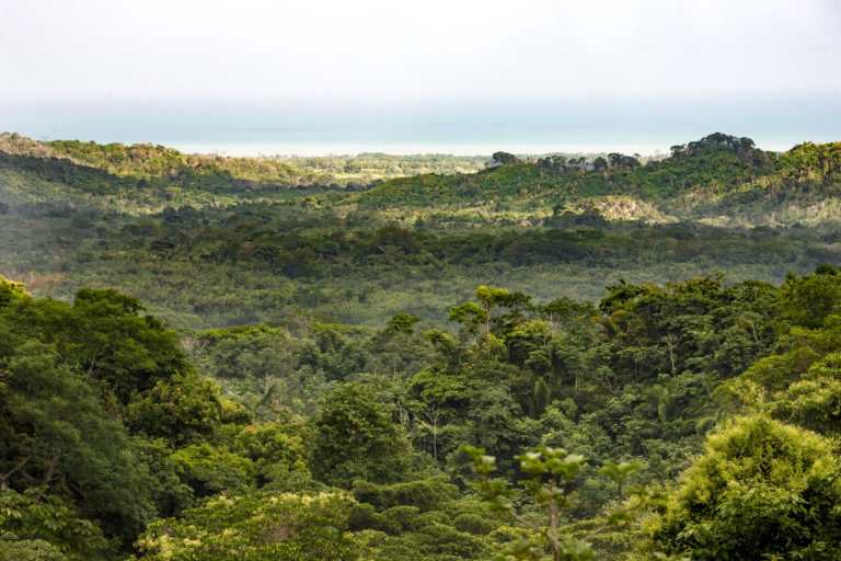 Estiman, por primera vez, la cantidad de dióxido de carbono que captura el planeta