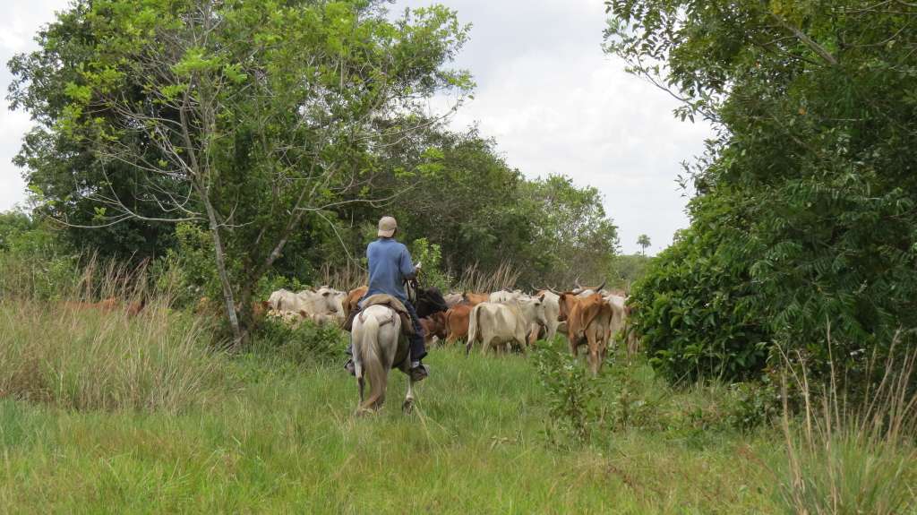 La ganadería extensiva controlada y en silvopastoreo es parte de las buenas prácticas de la finca