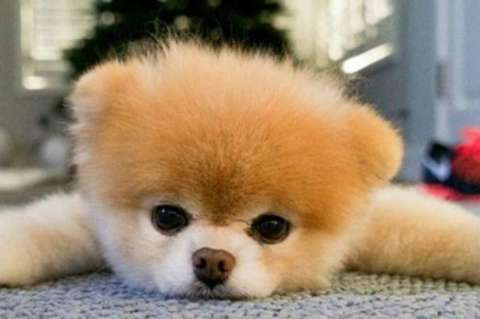 Murió Boo, “el perro más lindo del mundo”