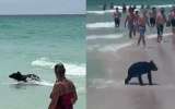 Cachorro de oso negro apareció en una playa de Florida y sorprendió a los bañistas