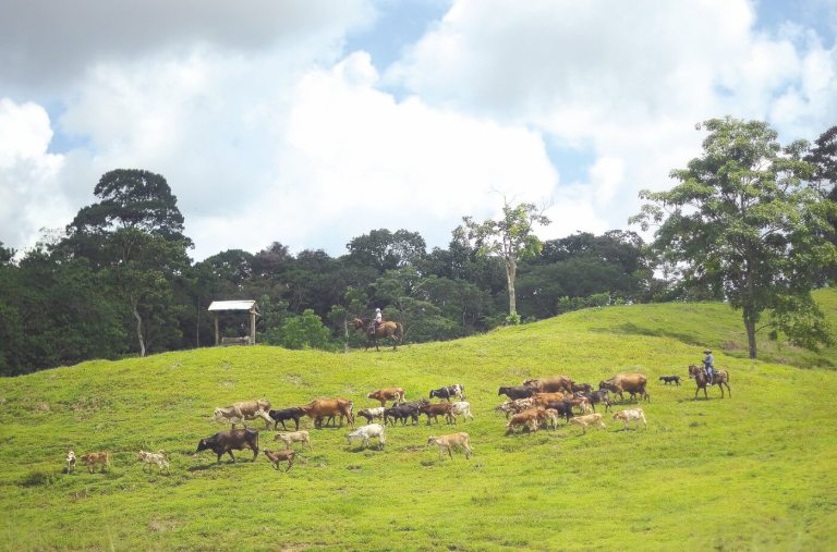 Ganadero con libertad condicional estaría intimidando a reclamantes de tierra
