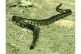 Por medio de ADN se confirmó que existen cuatro especies de anaconda